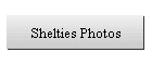 Shelties Photos