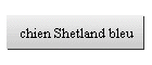 chien Shetland bleu