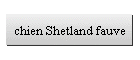 chien Shetland fauve