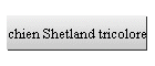 chien Shetland tricolore